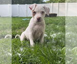 Small #2 Mutt
