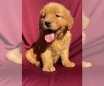 Small Golden Retriever
