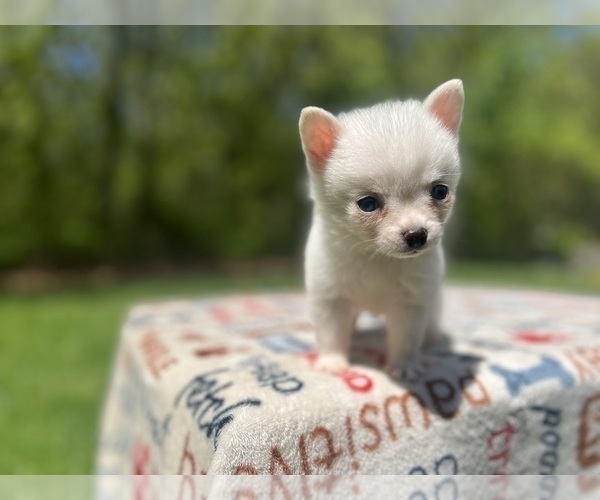 Medium Photo #5 Pomsky Puppy For Sale in DRACUT, MA, USA