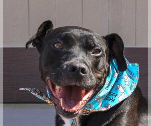 Labrador Retriever-Unknown Mix Dogs for adoption in Lake Forest, CA, USA