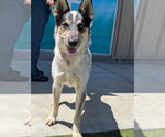 Small #2 Mutt
