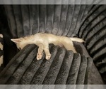 Small Photo #128 Pomsky Puppy For Sale in LOVELAND, CO, USA