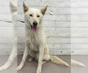 Siberian Husky Dogs for adoption in San Bernardino, CA, USA