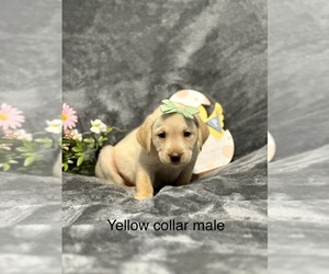 Labrador Retriever Puppy for sale in INVERNESS, FL, USA