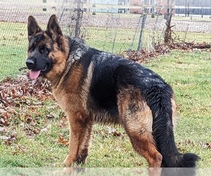 Mother of the German Shepherd Dog puppies born on 08/04/2025