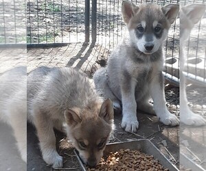 Alaskan Malamute-Wolf Hybrid Mix Puppy for sale in GRANBURY, TX, USA
