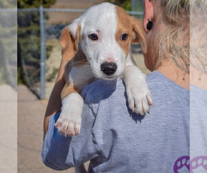 Archie - Male Border Collie-Collie Mix Dog for Adoption - Photo #5