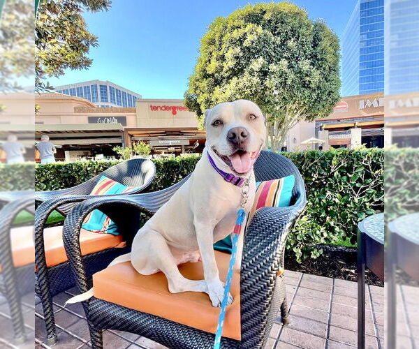 Medium Photo #4 American Staffordshire Terrier-Unknown Mix Puppy For Sale in San Juan Capistrano, CA, USA