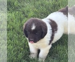 Small #8 Newfoundland