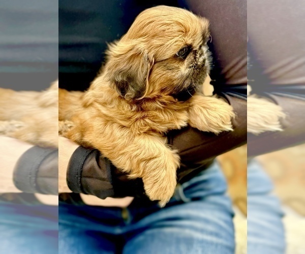 Medium Photo #8 Shih Tzu Puppy For Sale in SUGAR HILL, GA, USA