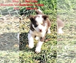 Small Photo #22 Border Collie Puppy For Sale in BYBEE, TN, USA