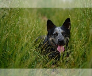 Mother of the Australian Cattle Dog puppies born on 09/10/2022