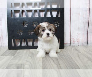 Havanese Puppy for sale in MARIETTA, GA, USA