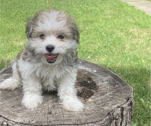 Havanese Puppy for sale in EVERGREEN PARK, IL, USA