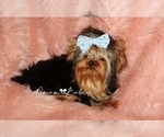 Small Photo #4 Yorkshire Terrier Puppy For Sale in PFLUGERVILLE, TX, USA