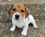 Small Photo #1 Jack Russell Terrier Puppy For Sale in FERN CREEK, KY, USA