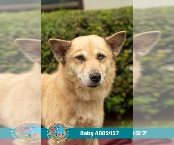 Medium Photo #1 Finnish Spitz-Unknown Mix Puppy For Sale in Mobile, AL, USA