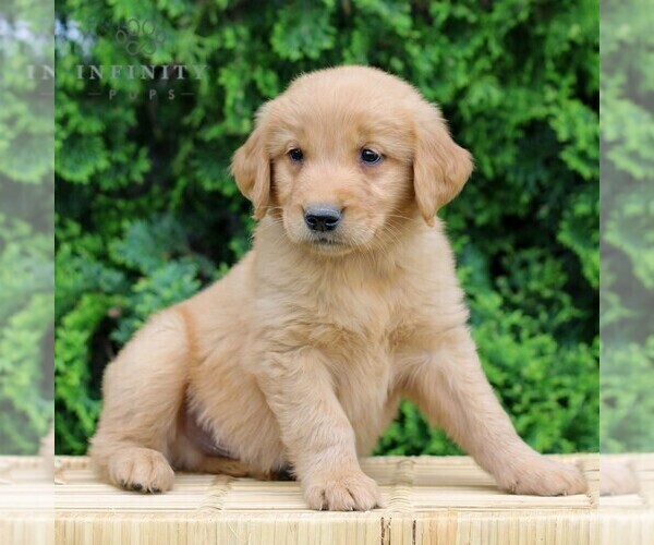 Medium Photo #4 Golden Retriever Puppy For Sale in LITITZ, PA, USA