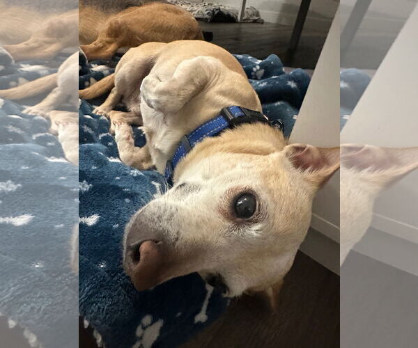 Medium Photo #2 Chihuahua Puppy For Sale in Tempe , AZ, USA