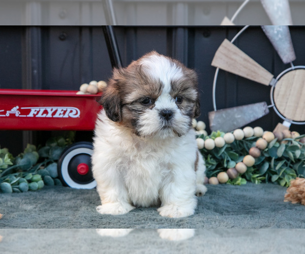 Medium Photo #28 Shih Tzu Puppy For Sale in CLARE, MI, USA