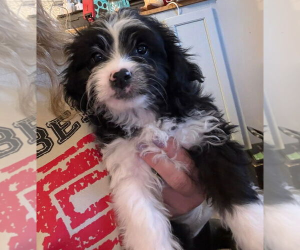 Medium Photo #1 Doxiepoo (Miniature) Puppy For Sale in Grafton, WI, USA