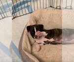 Small #7 Mutt
