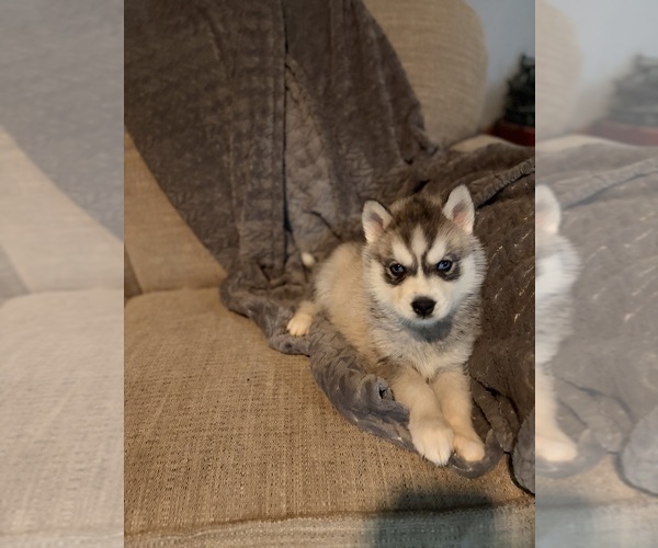 Medium Photo #1 Siberian Husky Puppy For Sale in ALTON, IL, USA