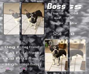 Mutt Dogs for adoption in Jacksonville, NC, USA