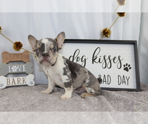 French Bulldog Puppy for sale in WOOSTER, OH, USA