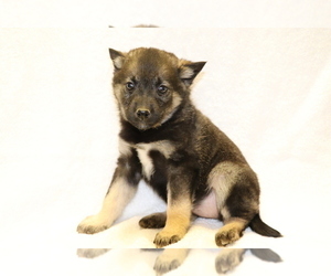 Norwegian Elkhound Puppy for sale in SHILOH, OH, USA