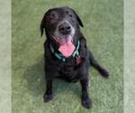 Small #5 Labrador Retriever