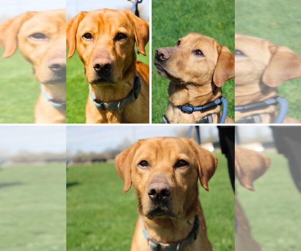 Medium Photo #1 Labrador Retriever-Unknown Mix Puppy For Sale in Pierceton , IN, USA