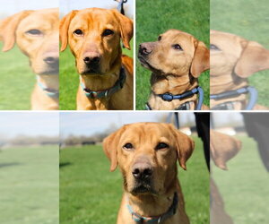 Labrador Retriever-Unknown Mix Dogs for adoption in Pierceton , IN, USA