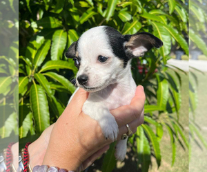 Chihuahua Puppy for sale in LAKELAND, FL, USA