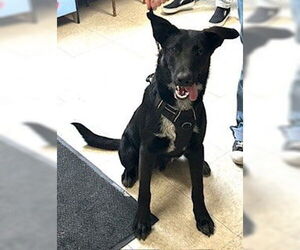 German Shepherd Dog-Texas Heeler Mix Dogs for adoption in Lodi, CA, USA