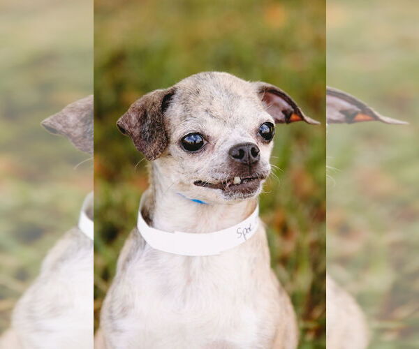 Medium Photo #5 Jack Chi Puppy For Sale in Princeton, MN, USA