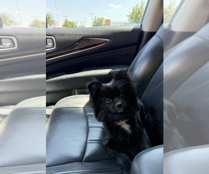 Father of the Pomeranian puppies born on 10/06/2025