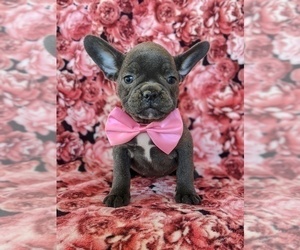 French Bulldog Puppy for sale in PEACH BOTTOM, PA, USA