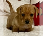Small Photo #7 Chiweenie Puppy For Sale in SPARKS, NV, USA