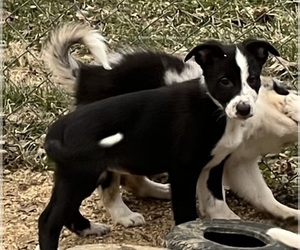 Border Collie Puppy for sale in BARDSTOWN, KY, USA