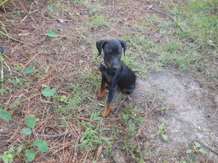 Miniature Pinscher Puppy for sale in KILN, MS, USA