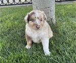 Small Photo #3 Australian Shepherd Puppy For Sale in SAN JOSE, CA, USA