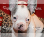 Small Photo #5 French Bulldog Puppy For Sale in SANGER, TX, USA