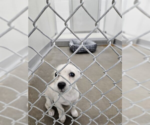 Medium Photo #1 Rat Terrier Puppy For Sale in Temple, TX, USA