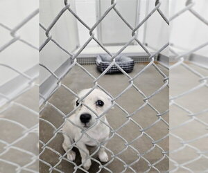 Rat Terrier Dogs for adoption in Temple, TX, USA
