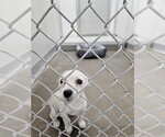 A081256 - Male Rat Terrier Dog for Adoption - Small photo