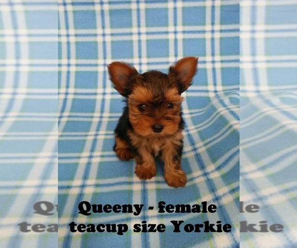 Medium Photo #1 Yorkshire Terrier Puppy For Sale in CLARKRANGE, TN, USA
