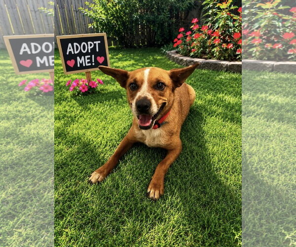 Medium Photo #1 Mutt Puppy For Sale in Euless, TX, USA