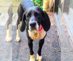 Small Great Dane Mix