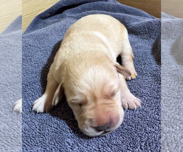 Medium Photo #1 Labrador Retriever Puppy For Sale in HIGH POINT, NC, USA